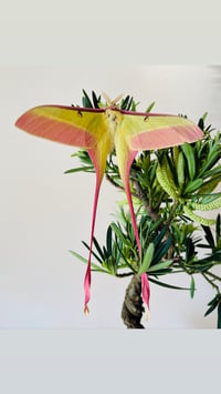 Image 2 of Actias dubernardi