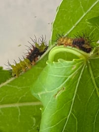 Image 2 of Comet Moth (Argema mettrei)