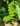 Comet Moth (Argema mettrei)