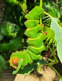 Image 1 of Comet Moth (Argema mettrei)