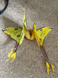 Image 4 of Comet Moth (Argema mettrei)