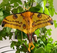 Image 3 of Comet Moth (Argema mettrei)