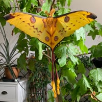 Image 5 of Comet Moth (Argema mettrei)