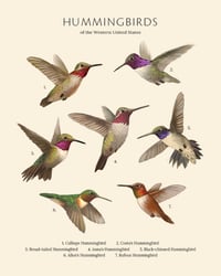 Hummingbirds of the Western U.S. - Biodiversity Series