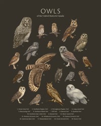 Image 2 of Native Owls of the US & Canada - Biodiversity Series Print
