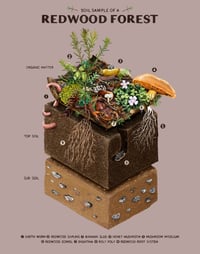 Soil Sample of a Redwood Forest 11x14