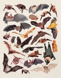 Bats of the World 11x14