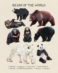 Bears of the World 11x14