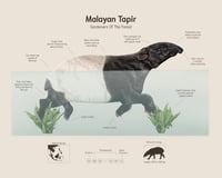 Malayan Tapir 11x14
