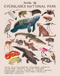 Animals Of Everglades National Park 11x14