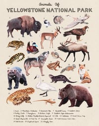 Animals Of Yellowstone National Park 11x14