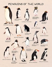 Penguins Of The World 11x14