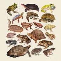 Frogs & Turtles of The World 10x10