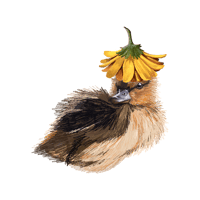 Image 1 of Flower Duck Sticker 3x3