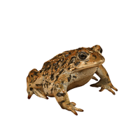 Image 1 of Toad sticker 3x2