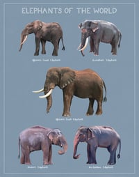 Image 1 of Elephants of the World 11x14