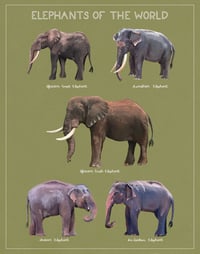 Image 2 of Elephants of the World 11x14