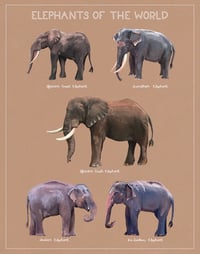 Image 4 of Elephants of the World 11x14