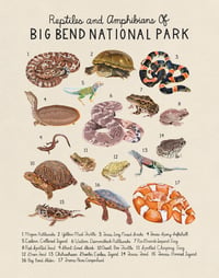 Reptiles and Amphibians Of Big Bend National Park 11x14