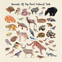 Animals Of Big Bend National Park 10x10