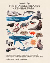 Animals Of Channel Islands National Park 11x14
