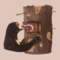 Sun Bear Glow Through 12x12