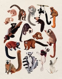 Lemurs Of Madagascar 11x14