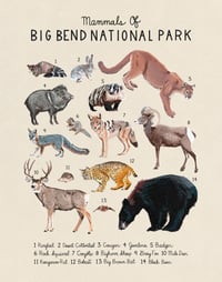 Mammals Of Big Bend National Park 11x14