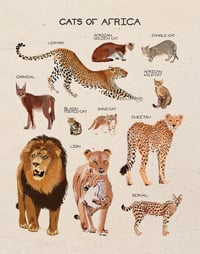 Cats Of Africa 11x14