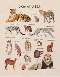 Cats of Asia 11x14
