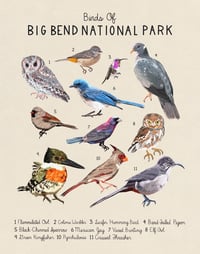 Birds Of Big Bend National Park 11x14