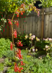 Image 3 of Firecracker Penstemon: Penstemon eatonii