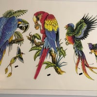 Image 2 of 1990’s production flash sheet parrots 