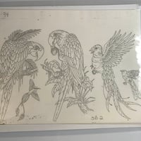 Image 3 of 1990’s production flash sheet parrots 