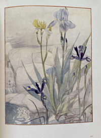 Image 6 of The Flower Book by Constance and Maxwell Armfield