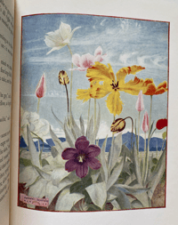Image 5 of The Flower Book by Constance and Maxwell Armfield
