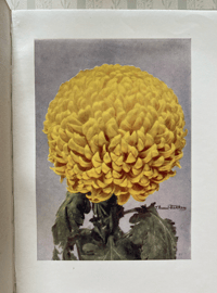 Image 2 of Chrysanthemums Present Day Gardening
