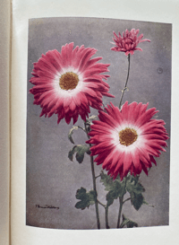 Image 3 of Chrysanthemums Present Day Gardening