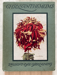Image 1 of Chrysanthemums Present Day Gardening