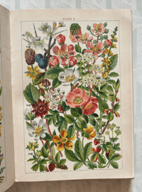 Image 2 of Our Country's Flowers