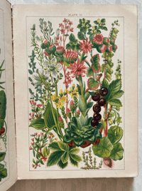 Image 6 of Our Country's Flowers