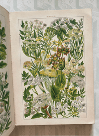 Image 7 of Our Country's Flowers