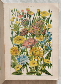 Image 8 of Our Country's Flowers