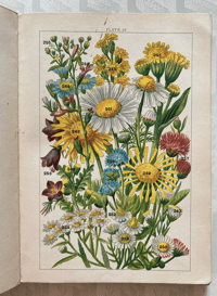 Image 1 of Our Country's Flowers