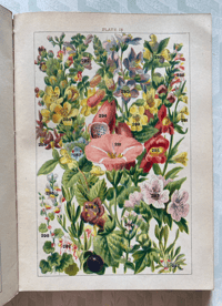 Image 9 of Our Country's Flowers