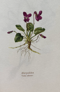 Image 4 of Blumenfibel by Elsa Felsko