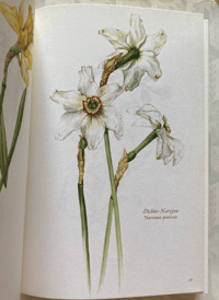 Image 3 of Blumenfibel by Elsa Felsko