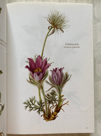 Image 6 of Blumenfibel by Elsa Felsko