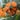 Monarch Butterfly (Danaus plexippus)