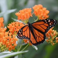 Image 1 of Monarch Butterfly (Danaus plexippus)